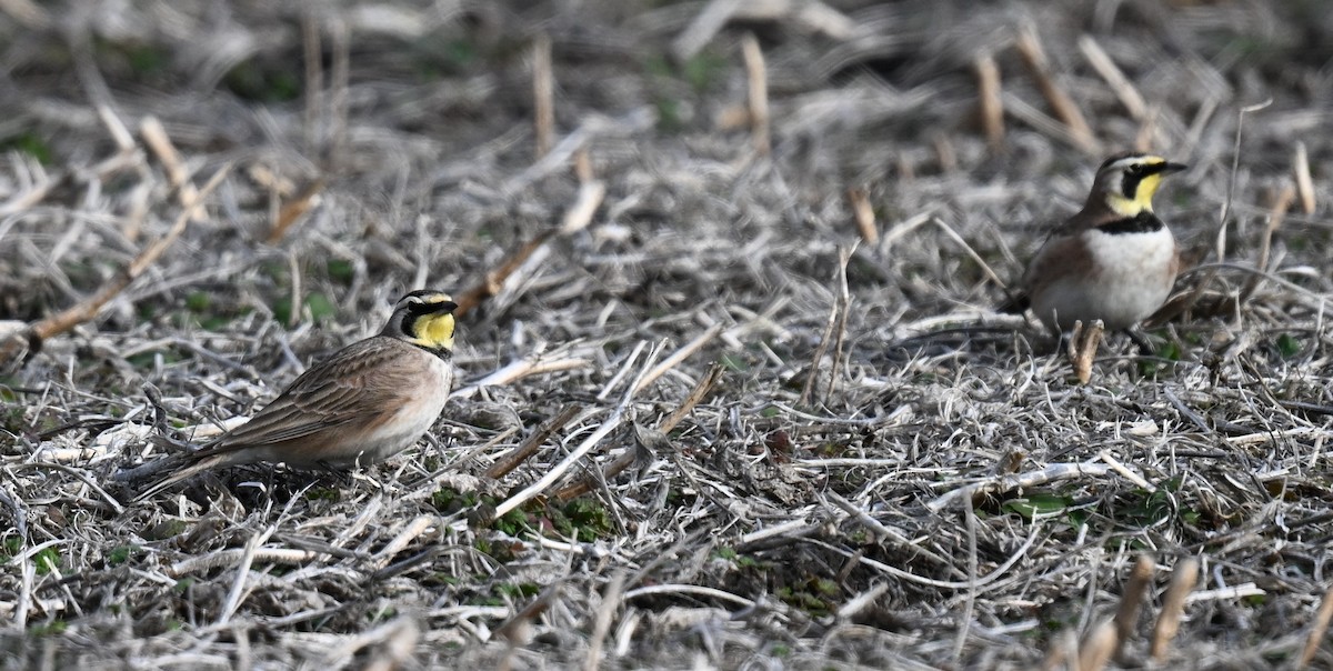 Horned Lark - ML612814364