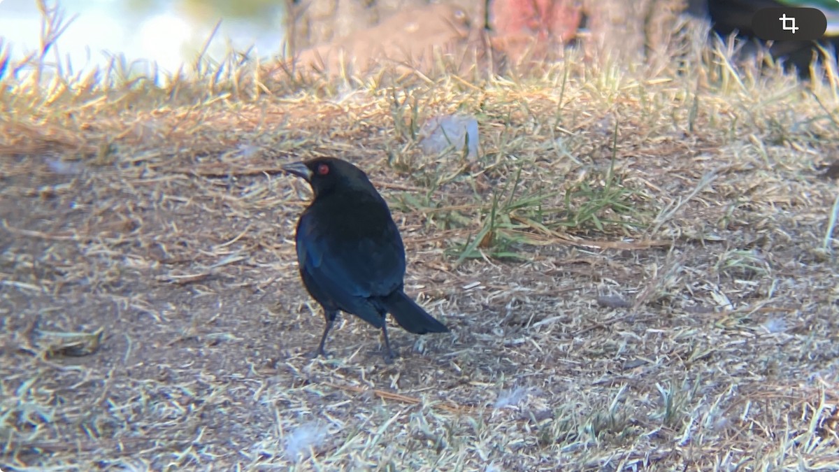 Bronzed Cowbird - ML612814386