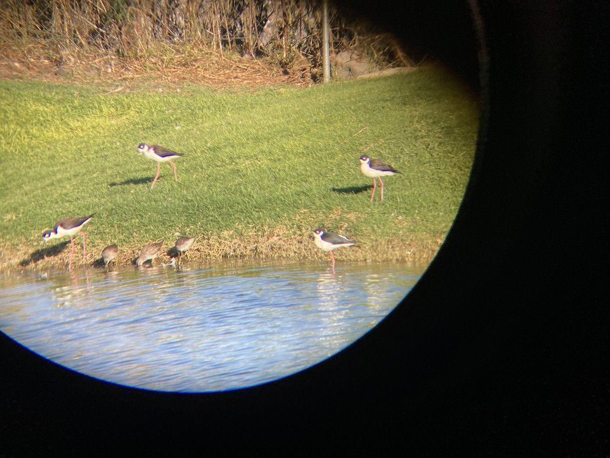Black-necked Stilt - ML612814391