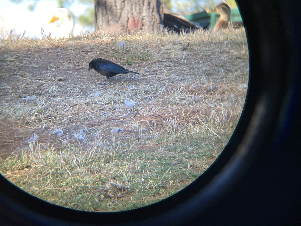 Bronzed Cowbird - ML612814410