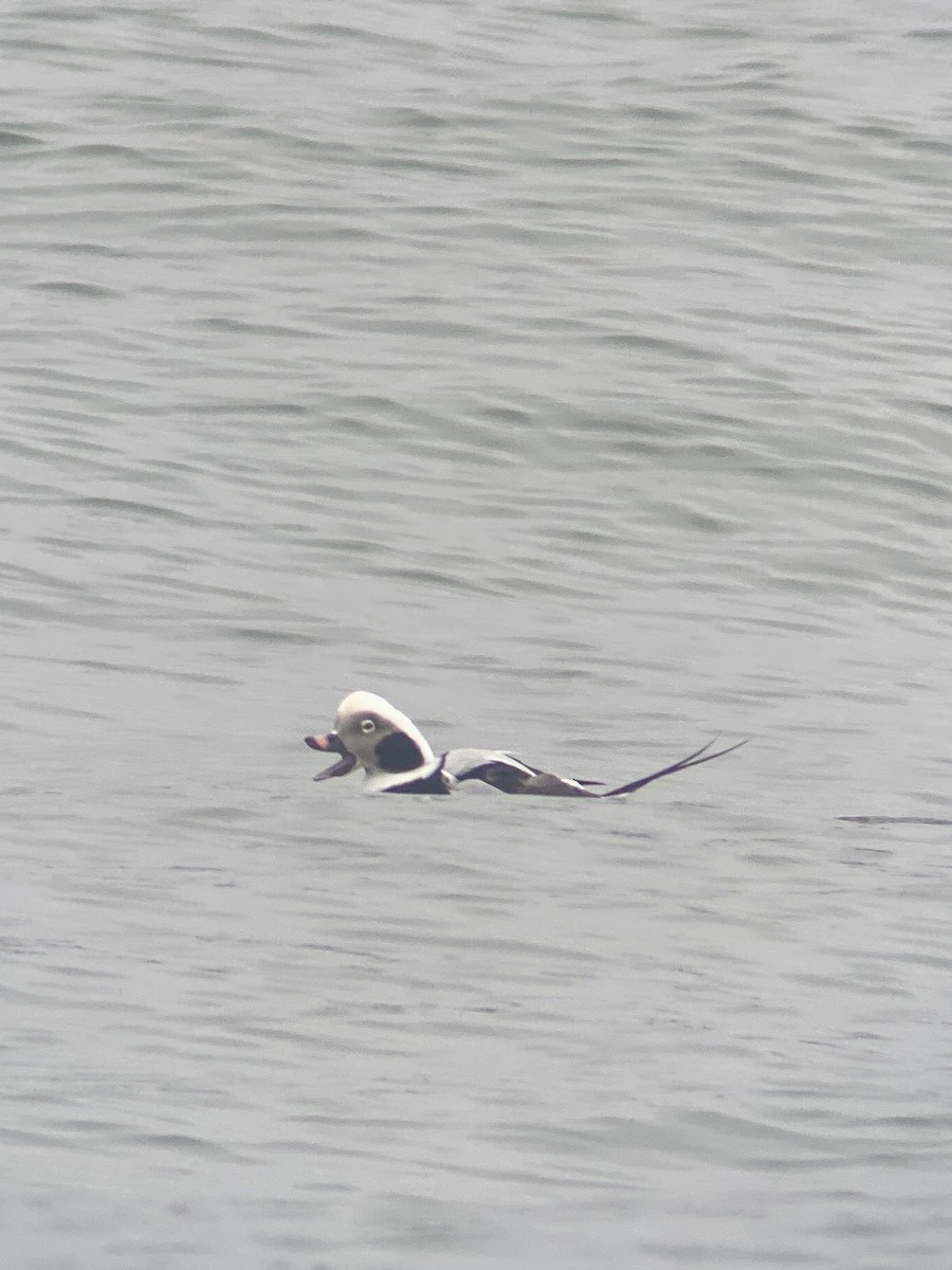 Long-tailed Duck - ML612814443
