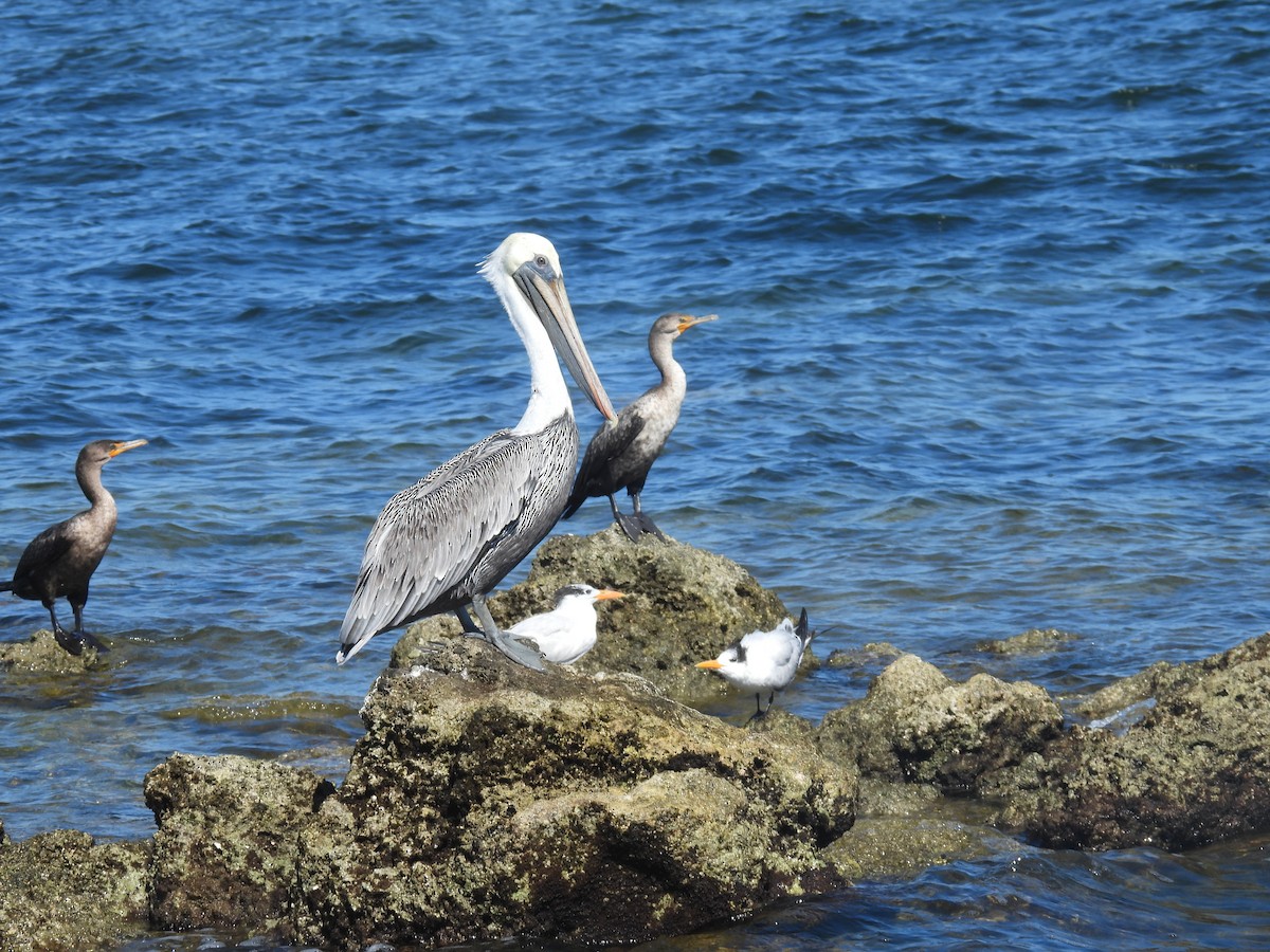 Brown Pelican - ML612814461
