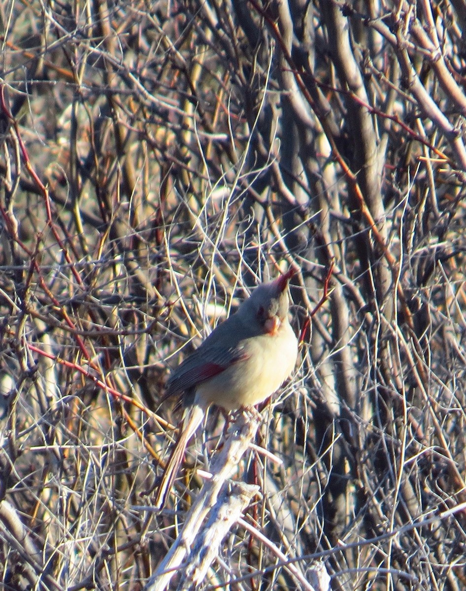 Cardinal pyrrhuloxia - ML612814506