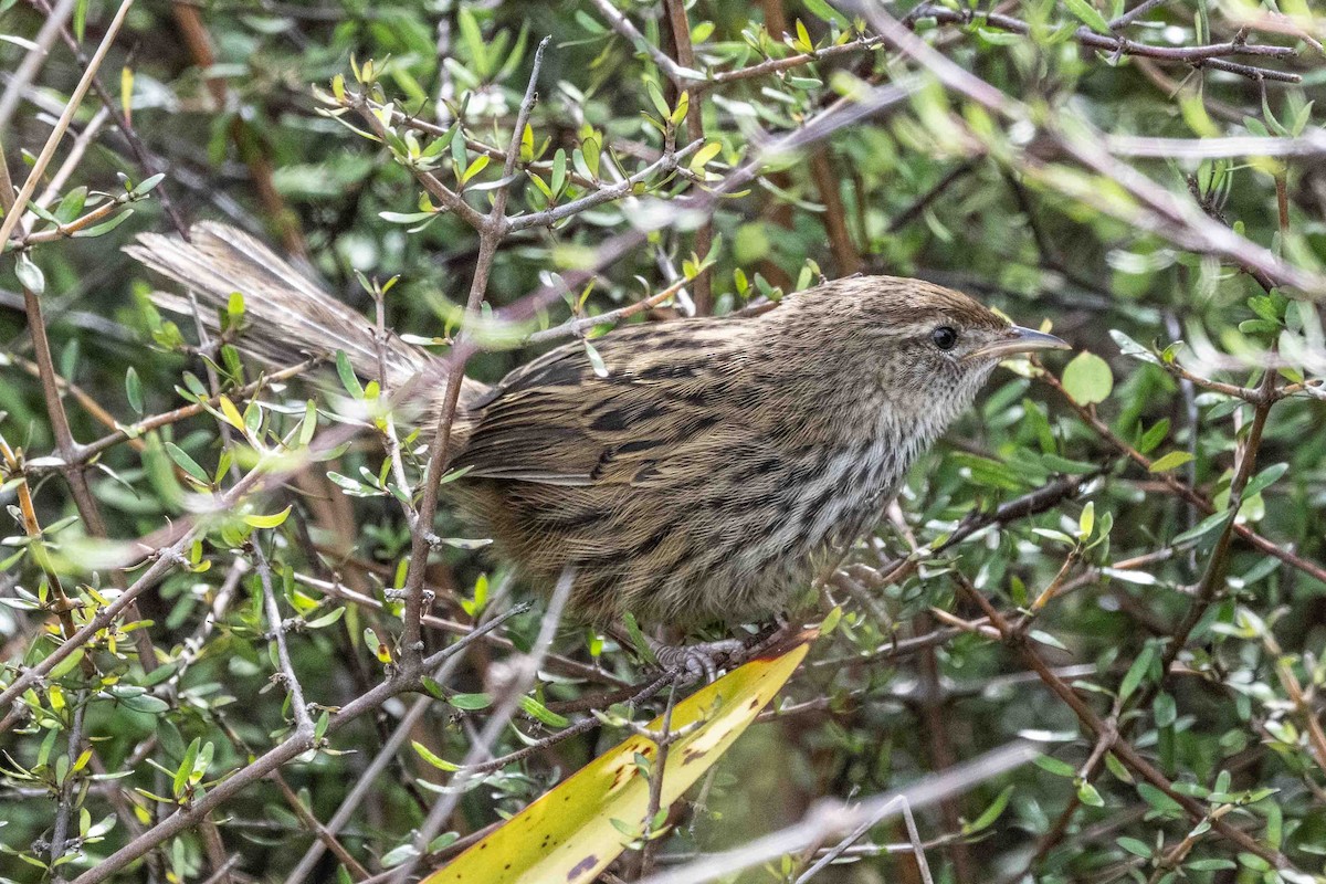 New Zealand Fernbird - ML612814555