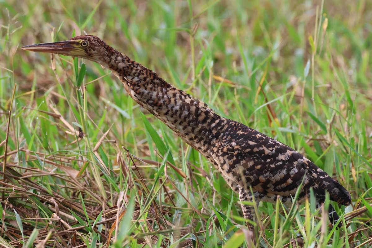 Rufescent Tiger-Heron - ML612814619