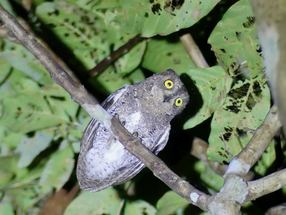 Oriental Scops-Owl (Walden's) - ML612814645