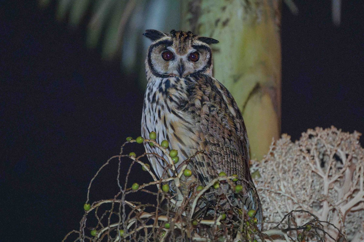 Striped Owl - ML612814704