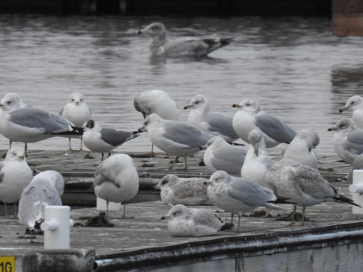 Franklin's Gull - ML612814819