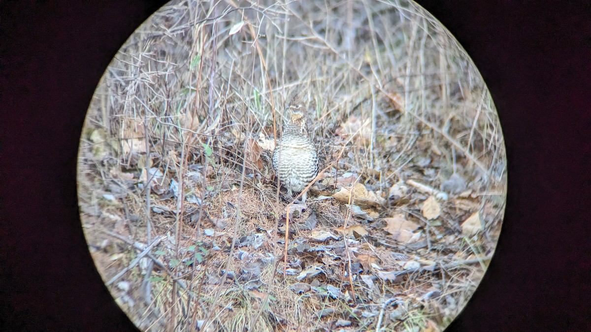 Ruffed Grouse - Anne Geraghty