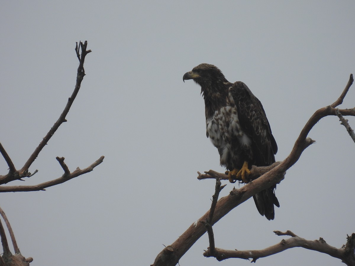 Bald Eagle - ML612814924