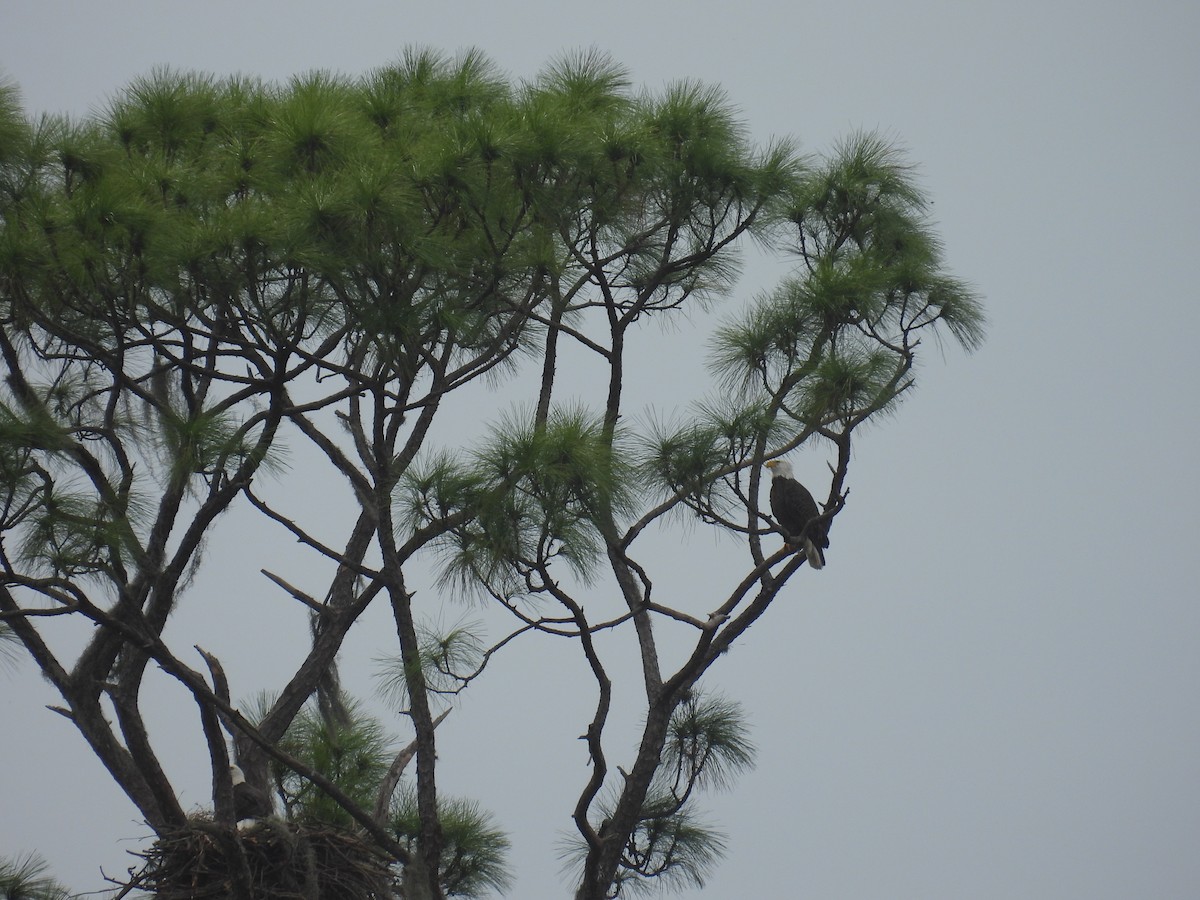 Bald Eagle - ML612814927