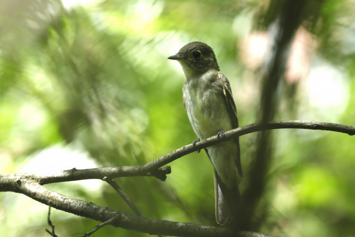 Tyrannidae sp. - ML612815000