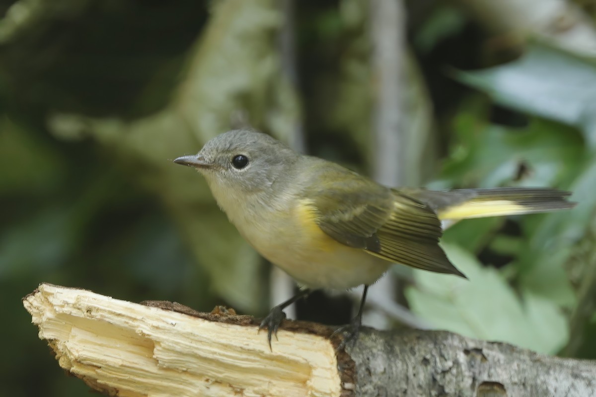 American Redstart - ML612815010