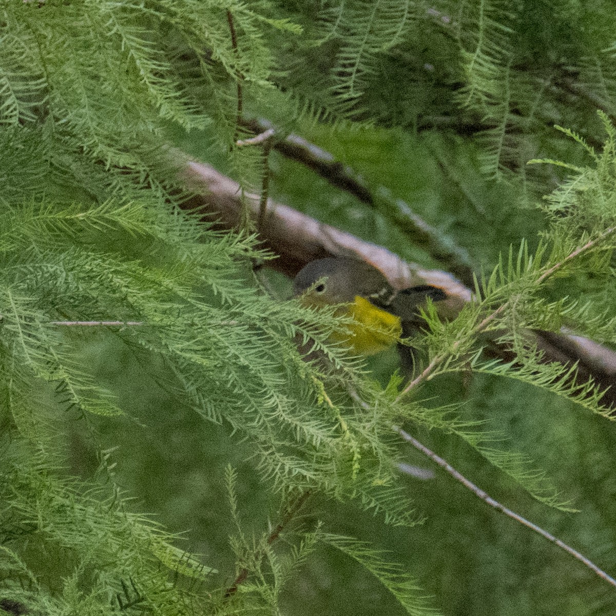 Magnolia Warbler - ML612815013