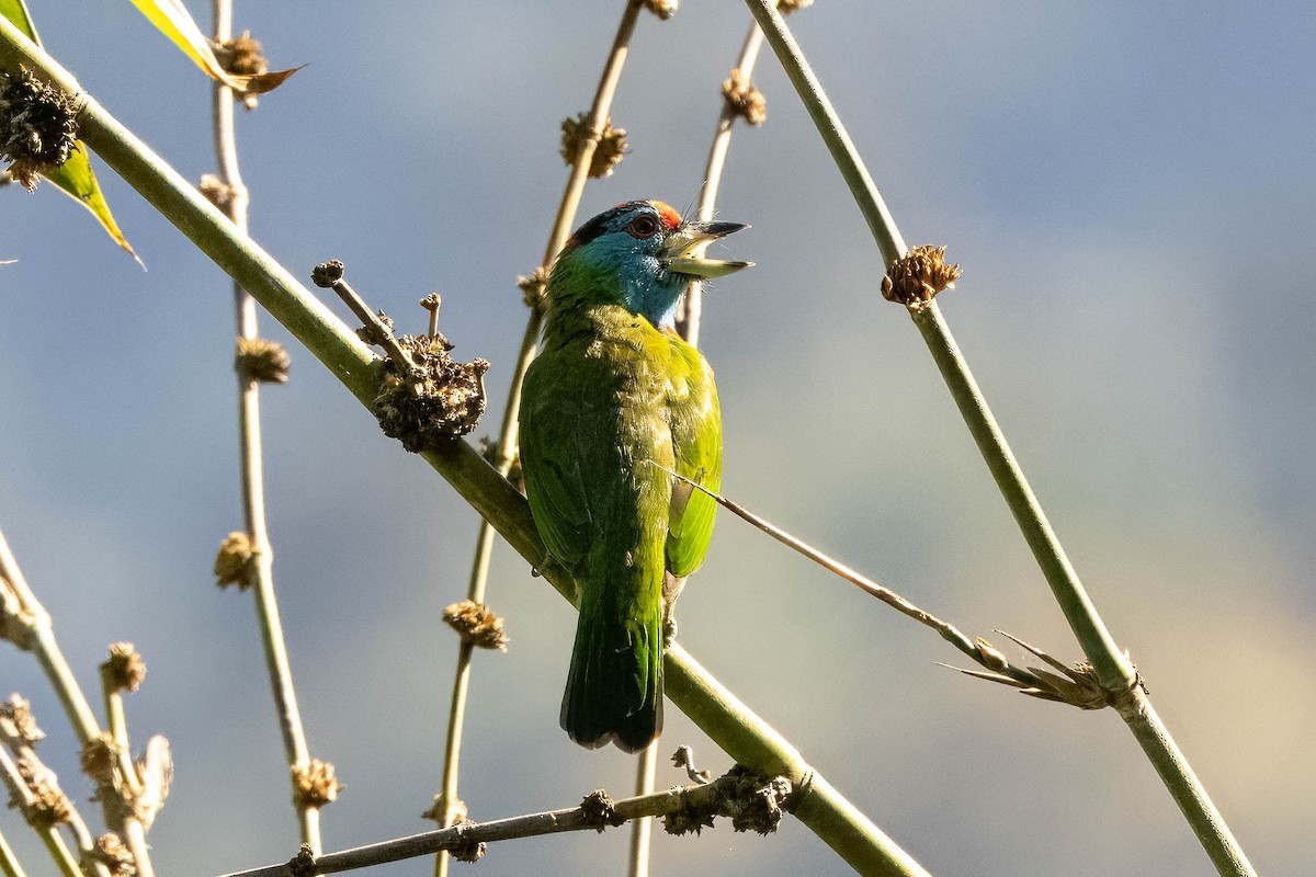 Blue-throated Barbet - Hans Wohlmuth