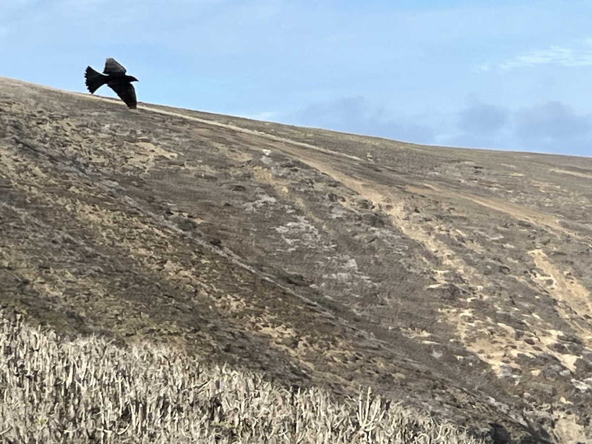 Brown-headed Cowbird - Ken Convery