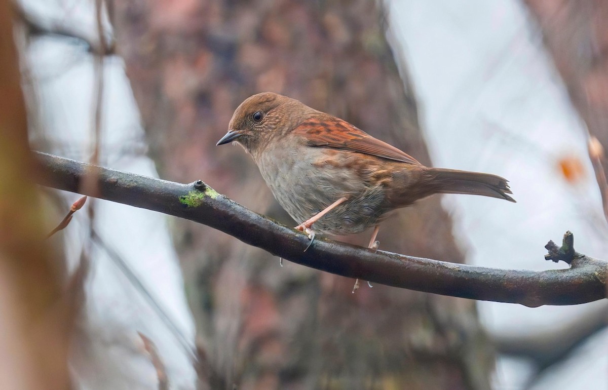 Japanese Accentor - Koel Ko