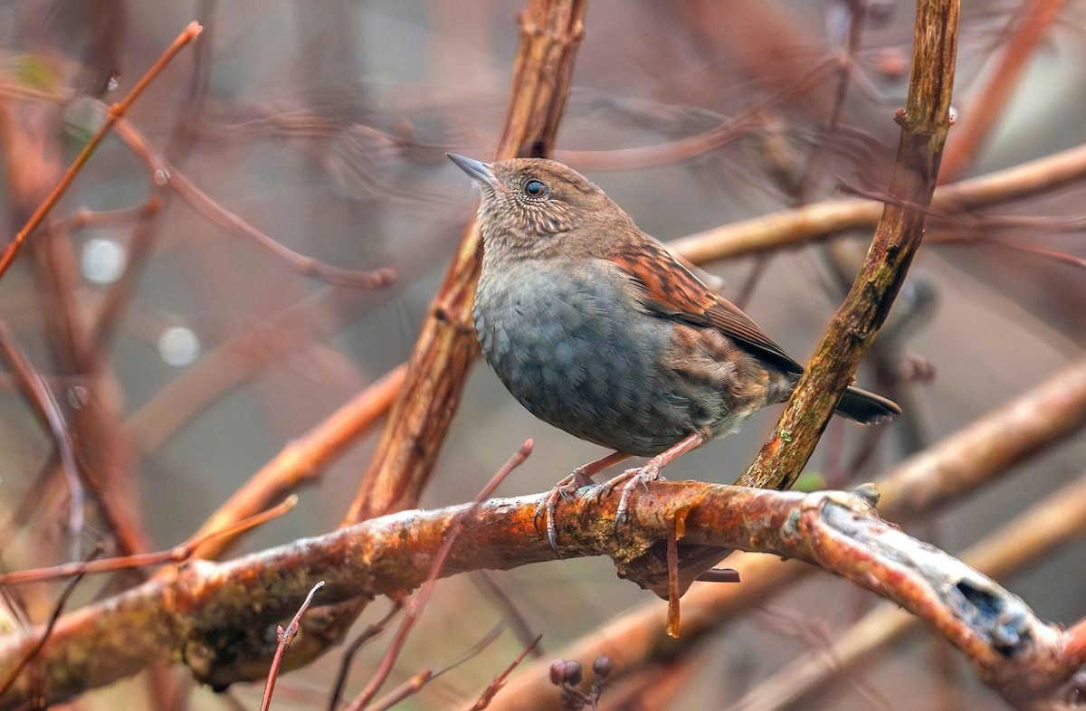 Japanese Accentor - ML612815127