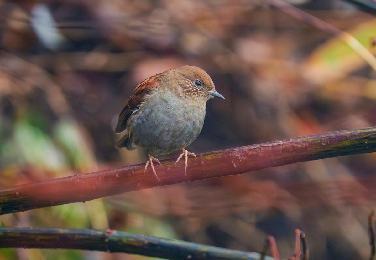 Japanese Accentor - ML612815128