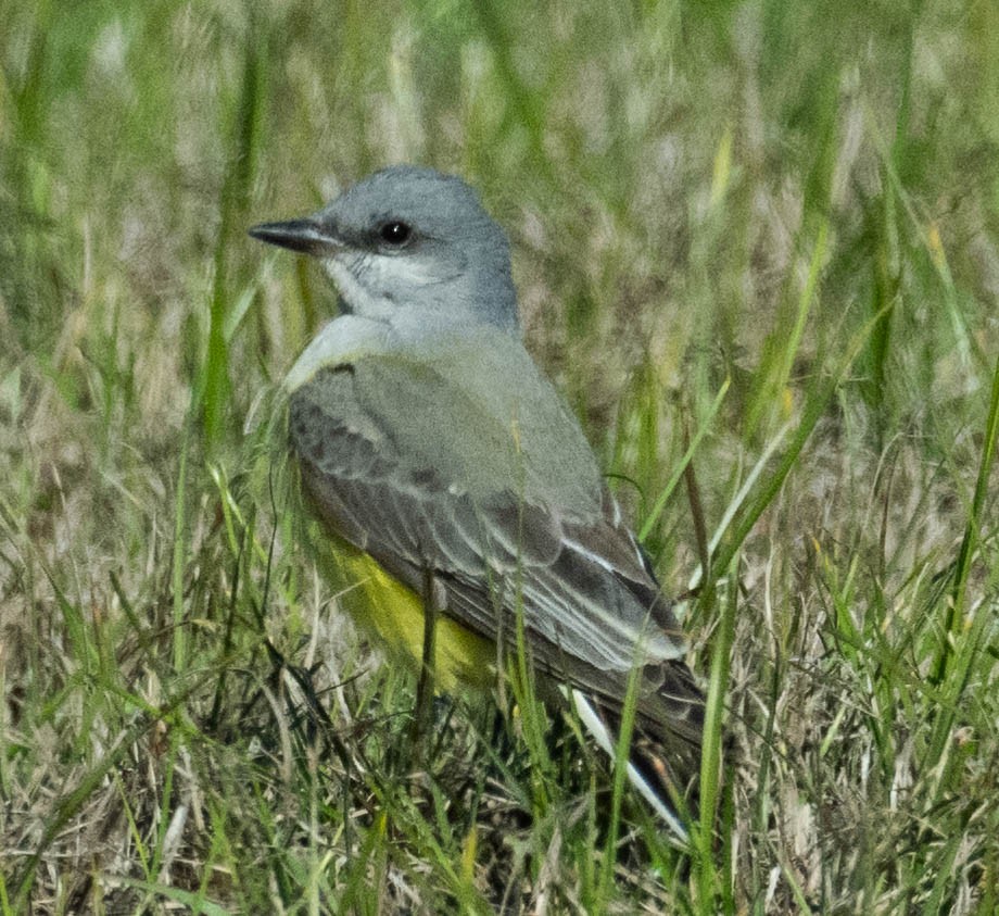 Western Kingbird - ML612815239