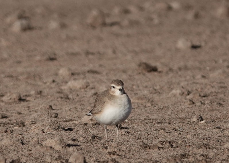 Mountain Plover - ML612815305