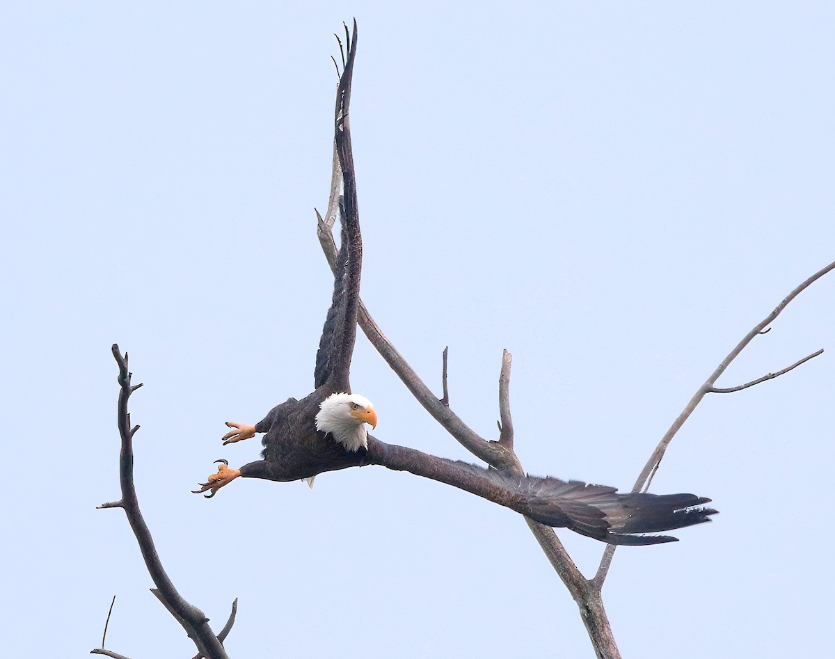 Bald Eagle - Mark  Ludwick