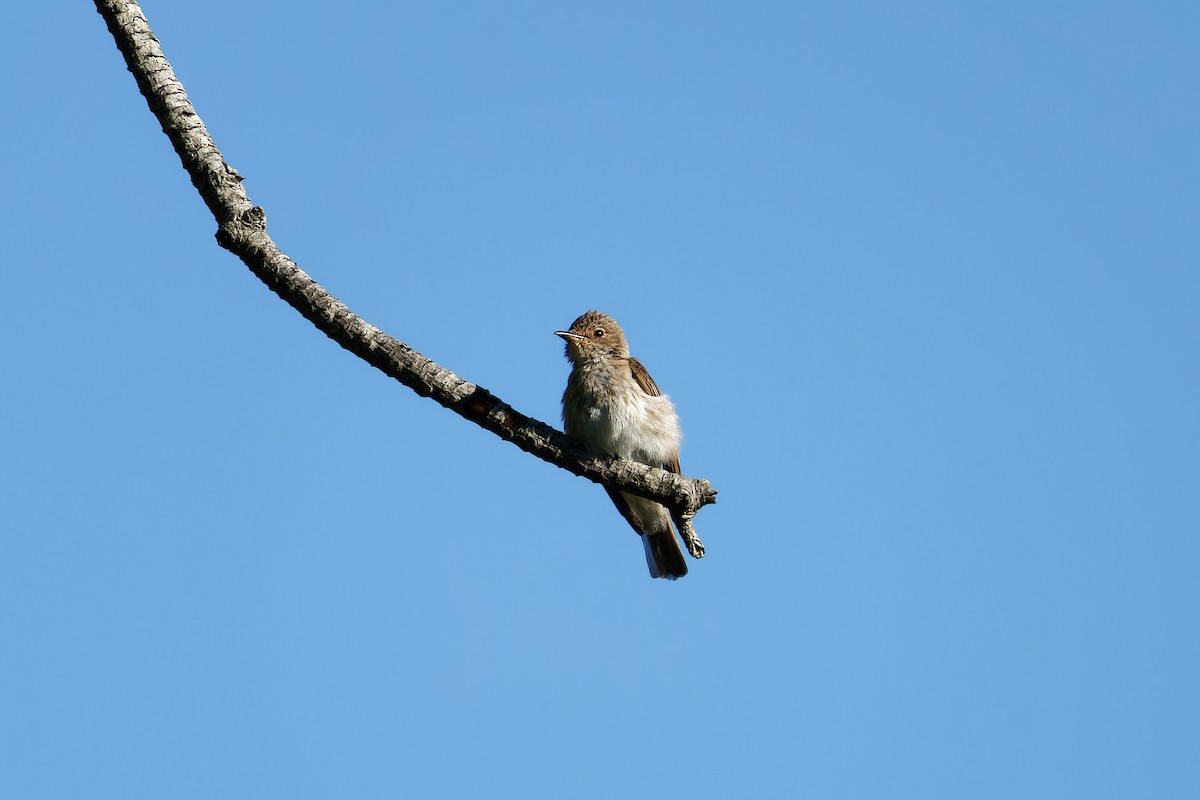 Spotted Flycatcher - ML612815427