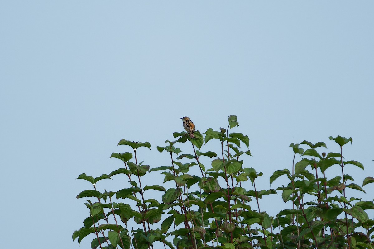 Zitting Cisticola - ML612815467