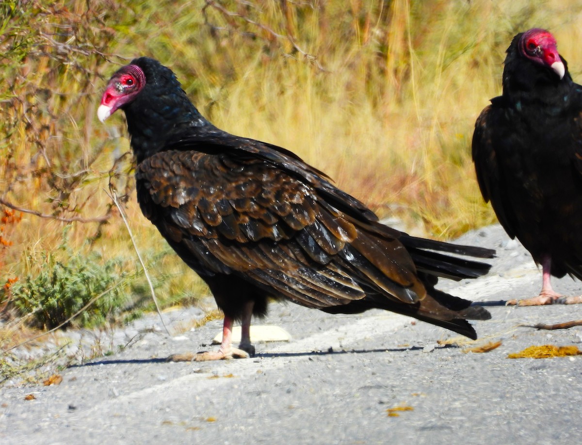 Turkey Vulture - ML612815580