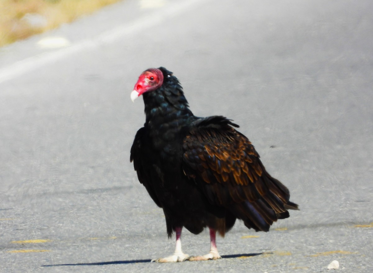 Turkey Vulture - ML612815583