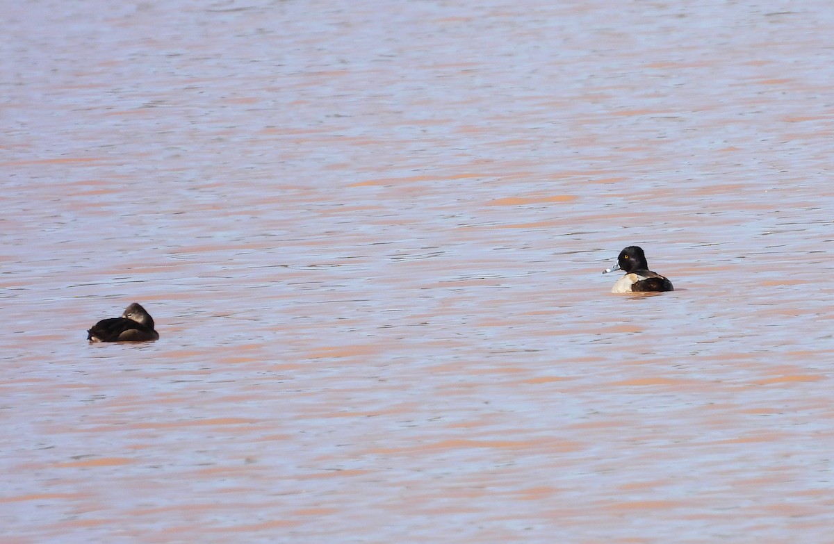 Ring-necked Duck - ML612815600