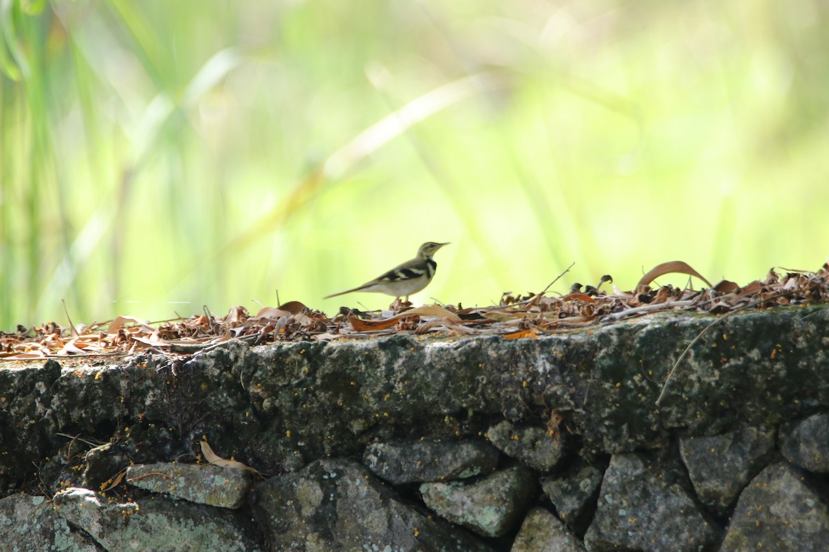 Forest Wagtail - ML612815625