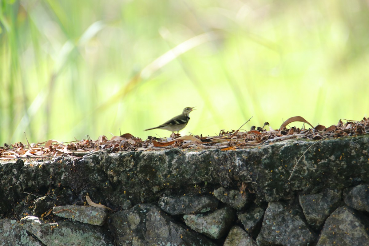 Forest Wagtail - ML612815672