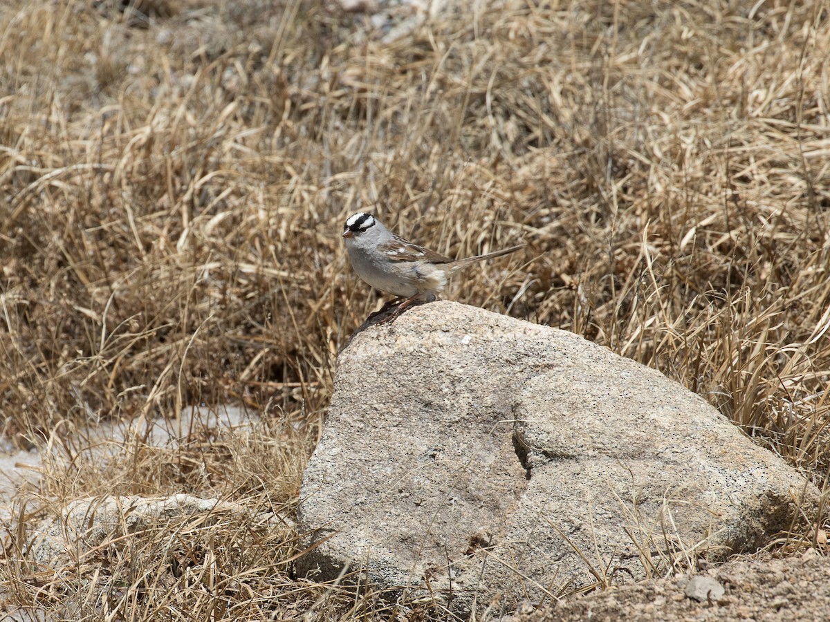 Bruant à couronne blanche - ML612815685