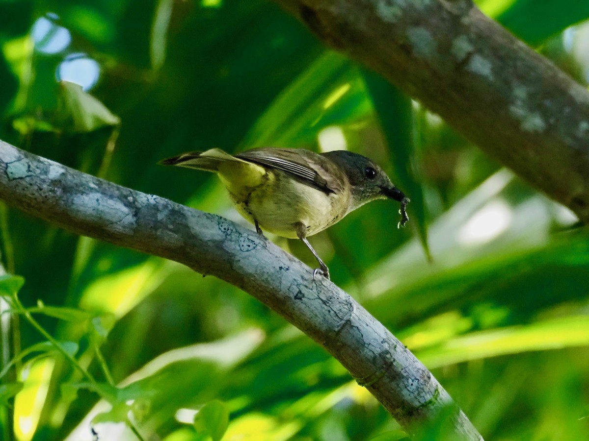 Golden Whistler - ML612815702