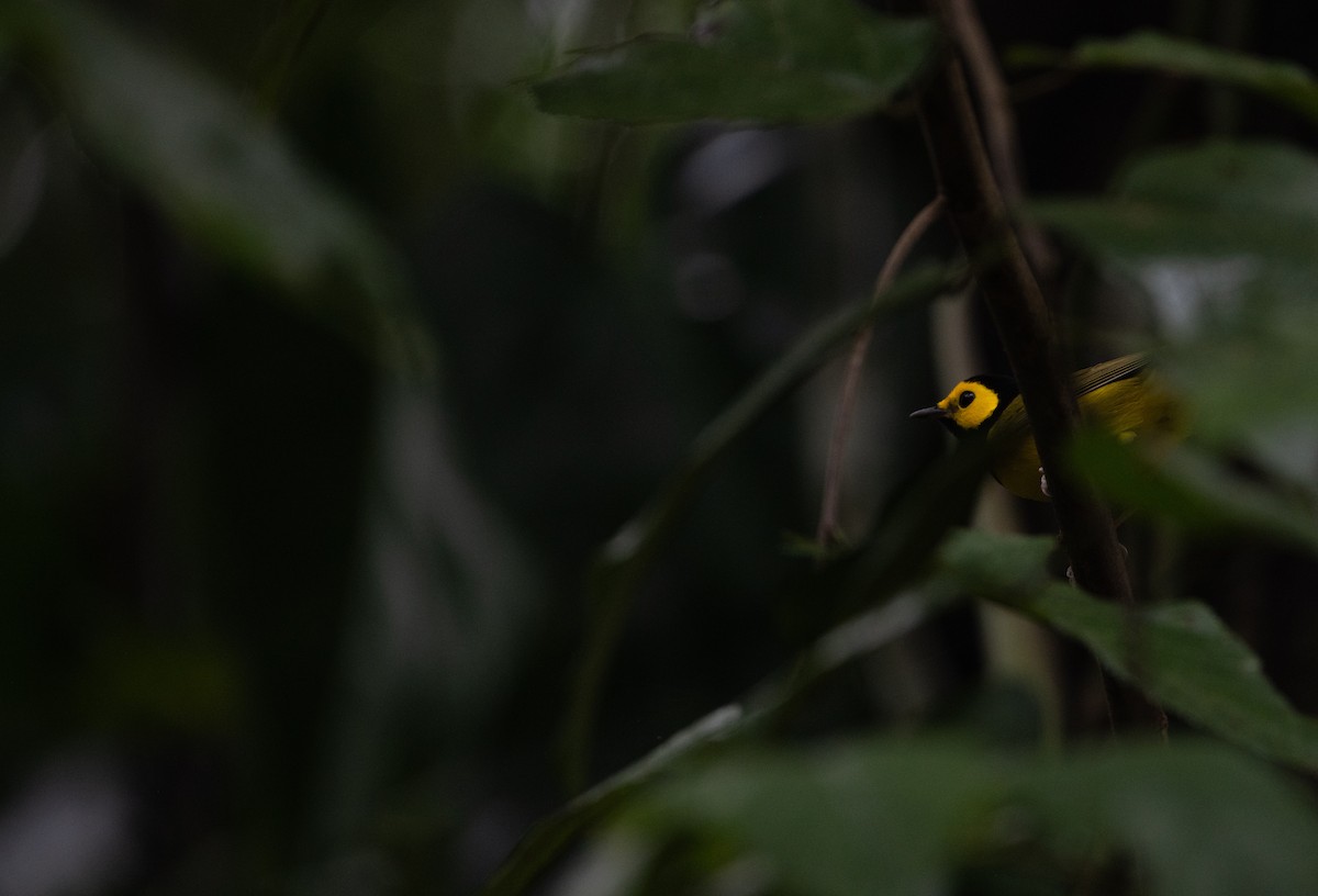 Hooded Warbler - Aidan Powell