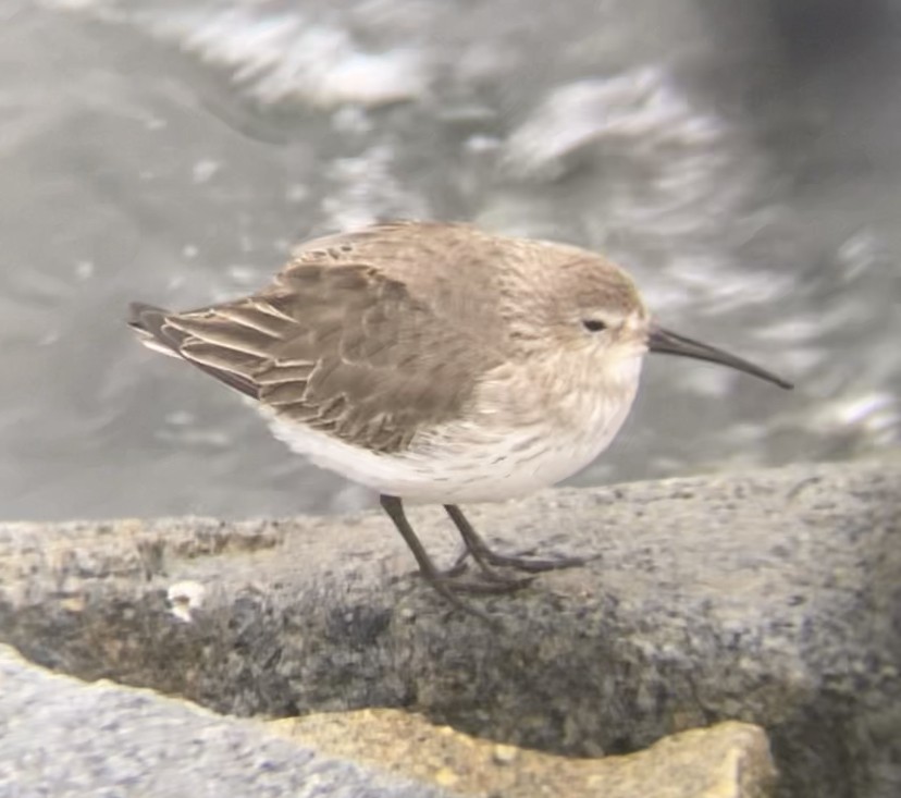 Dunlin - ML612815892