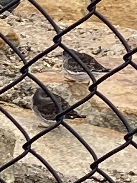 Purple Sandpiper - ML612816014