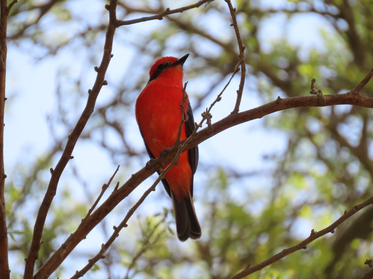 Vermilion Flycatcher - ML612816058