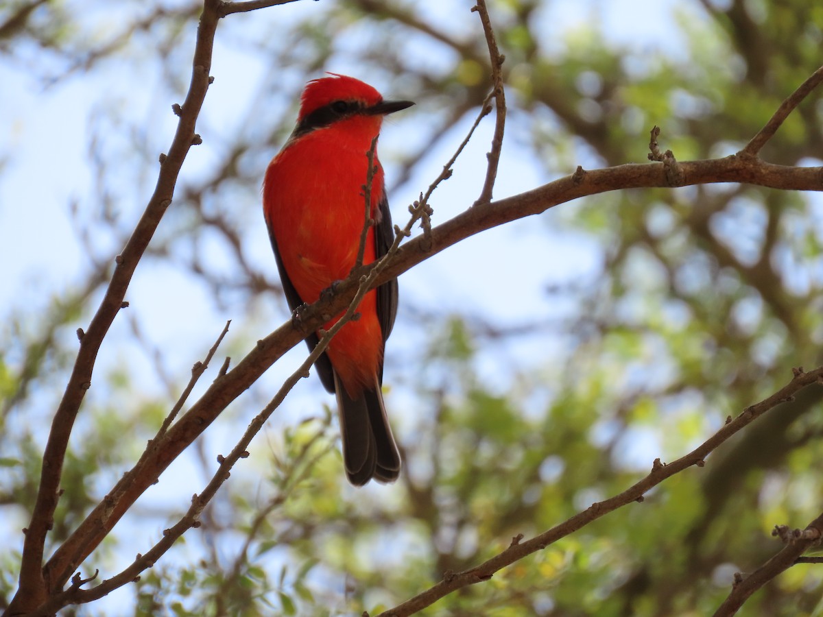 Vermilion Flycatcher - Nelson  Contardo