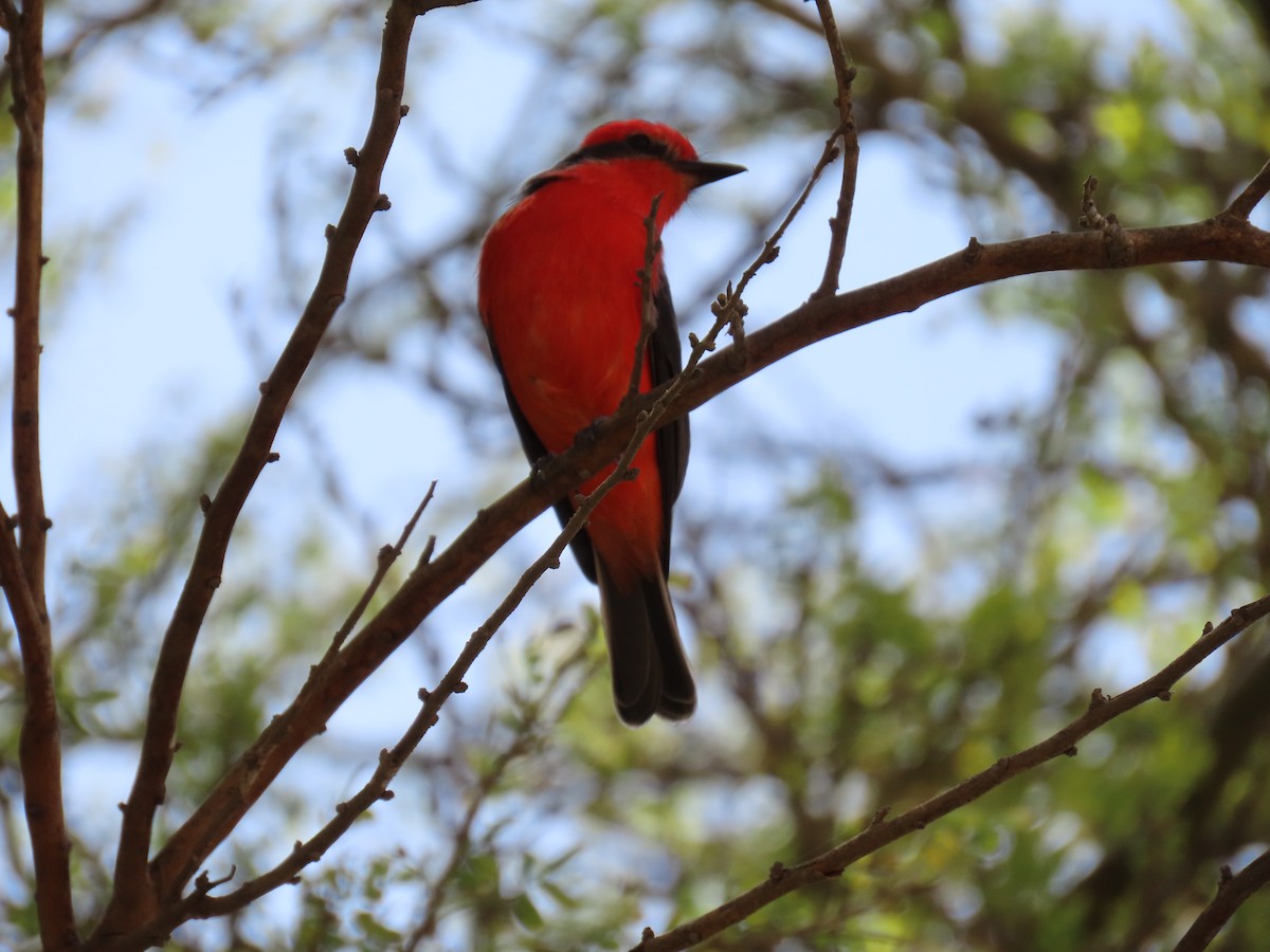 Vermilion Flycatcher - ML612816060