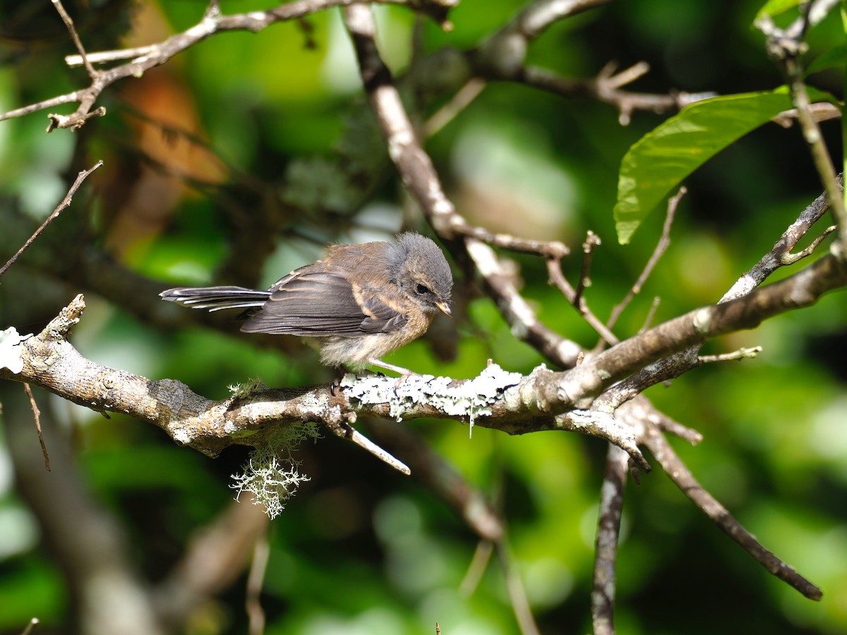 Gray Fantail - David Boyle