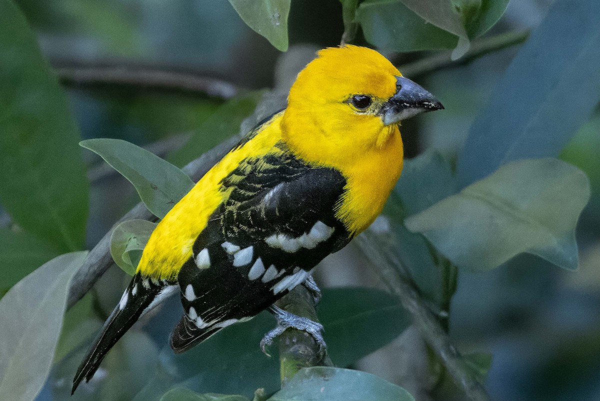 Yellow Grosbeak (Northern) - ML612816218