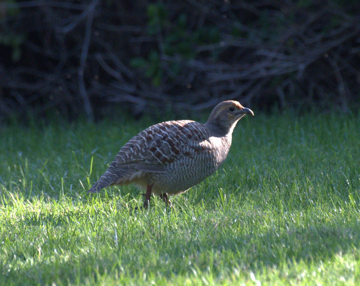 Gray Francolin - ML612816307