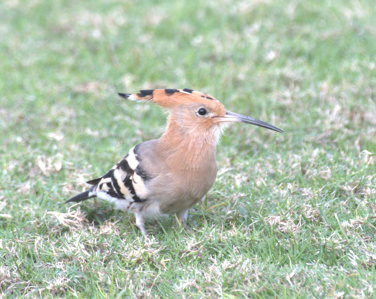 Eurasian Hoopoe - ML612816316