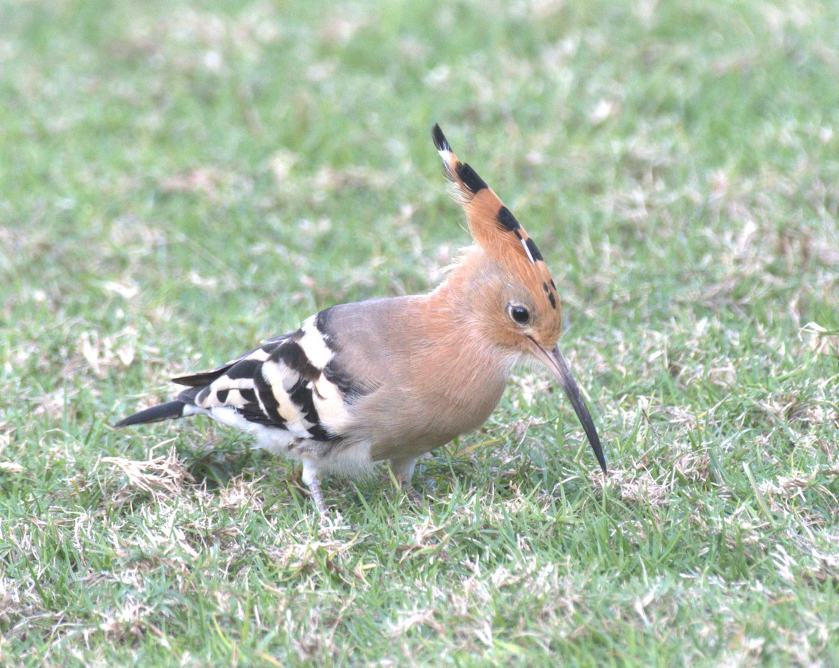 Eurasian Hoopoe - ML612816319