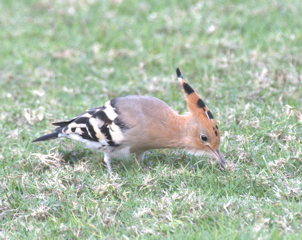 Eurasian Hoopoe - ML612816330