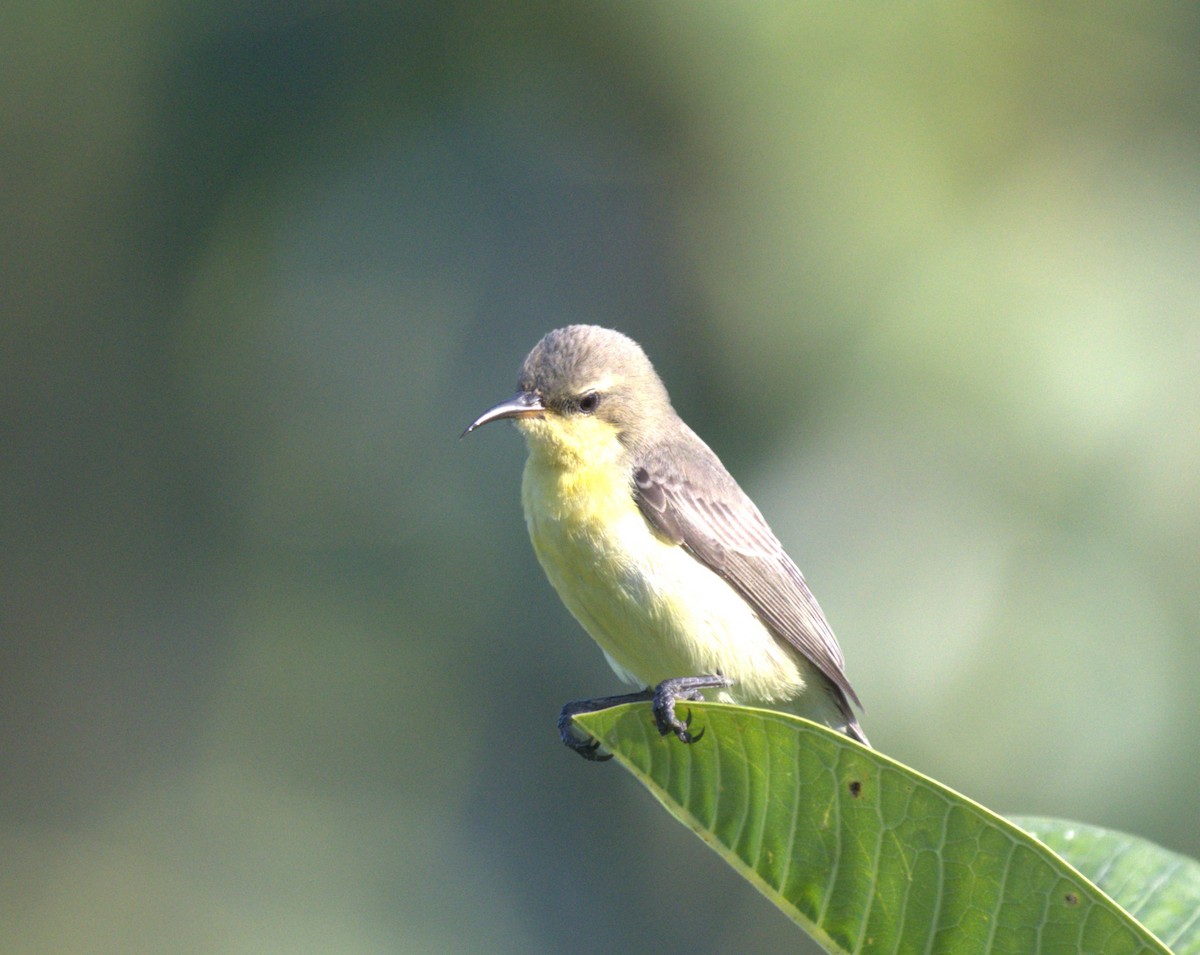 Purple Sunbird - ML612816340