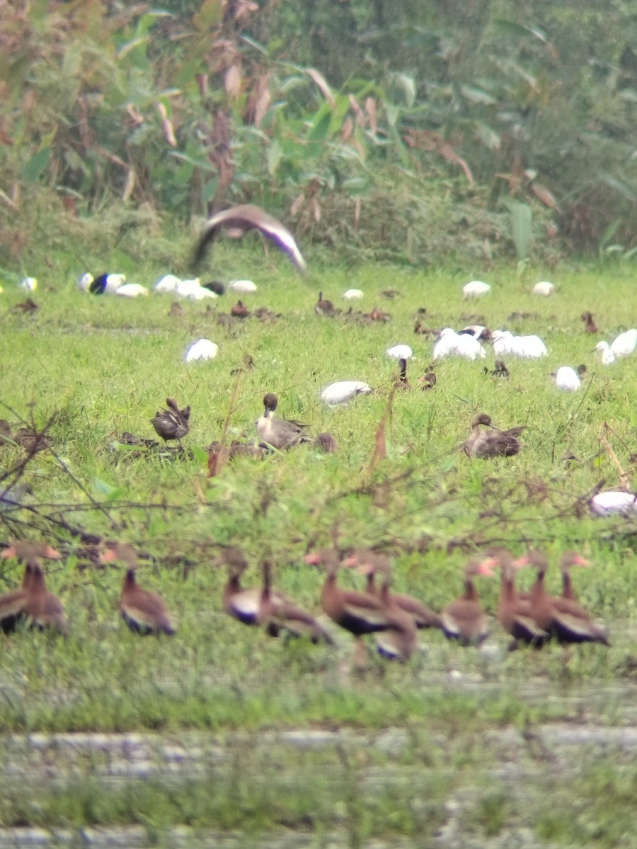 Northern Pintail - ML612816371