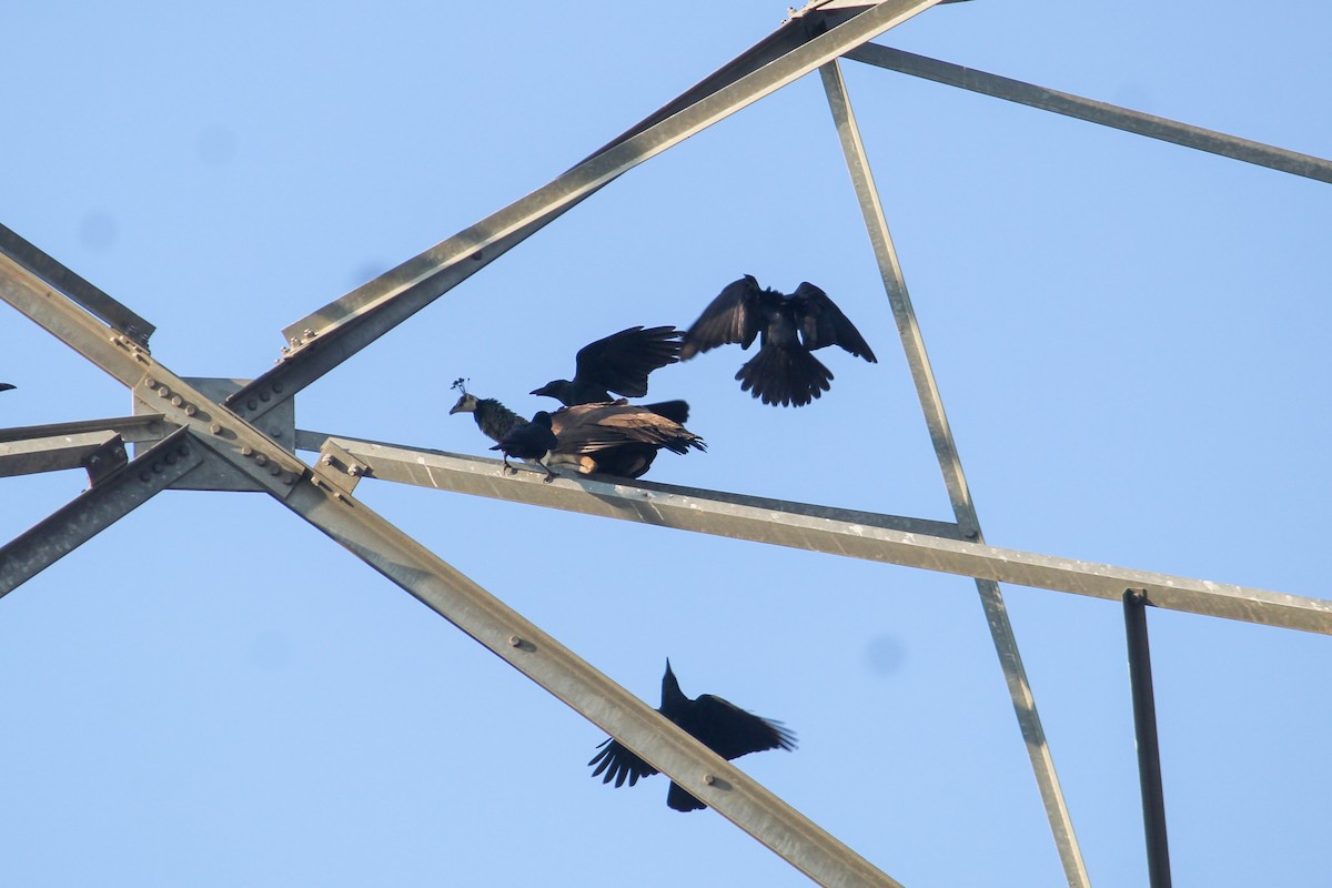 Large-billed Crow - ML612816542